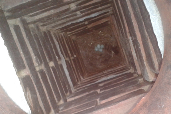 Bird Nest in Chimney